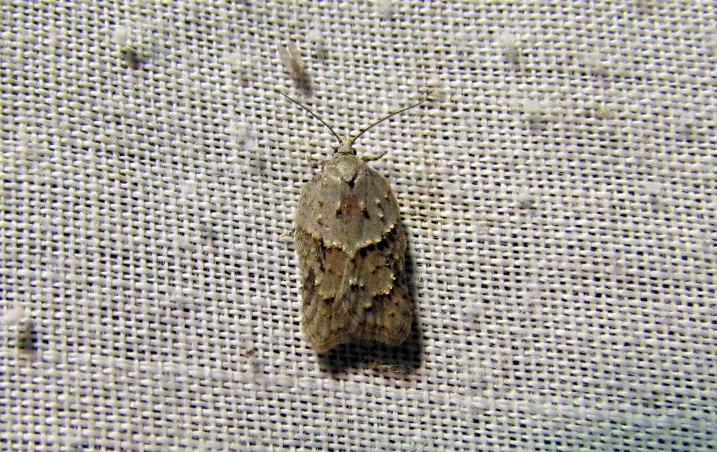 Acleris