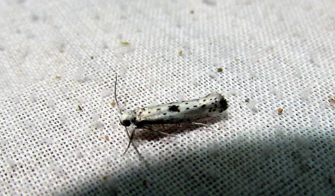 Yponomeuta plumbella - pókhálós bengemoly