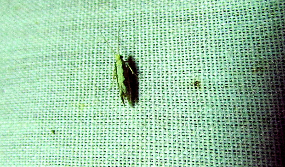 Plutella xylostella - káposztamoly