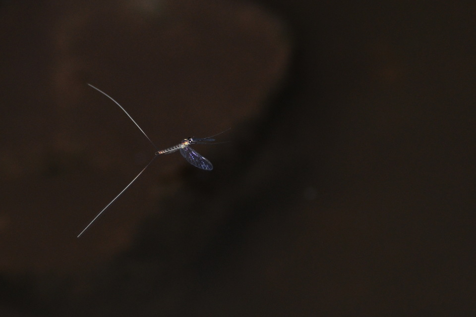 Ephemeroptera - Kérészek