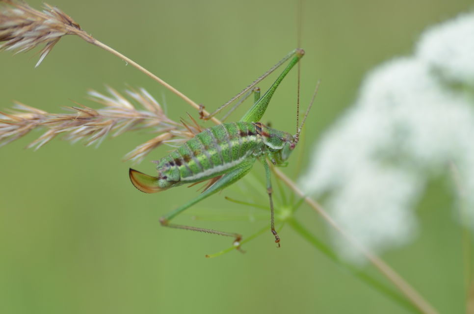 Leptophyes albovittata - közönséges virágszöcske