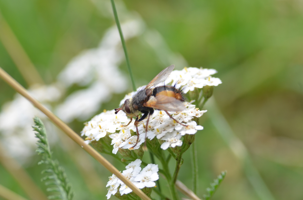 Tachinidae - fürkészlegyek