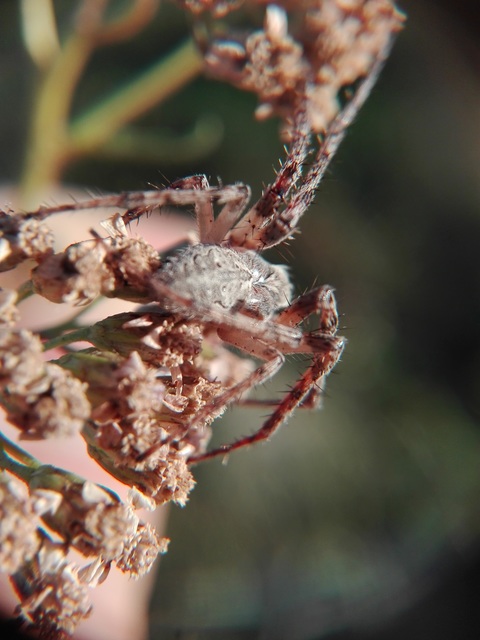 Larinioides ixobolus - ereszalji keresztespók