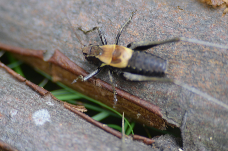 Pholidoptera aptera - nagy avarszöcske