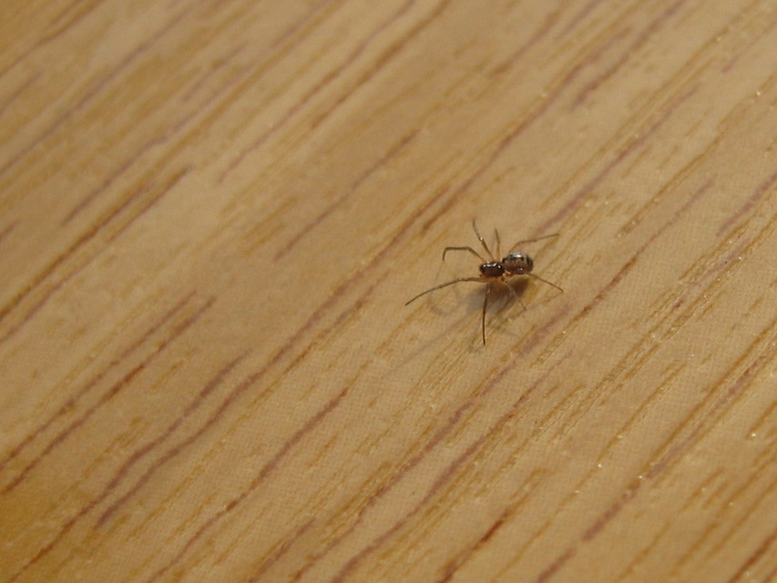Steatoda triangulosa - háromszöges faggyúpók