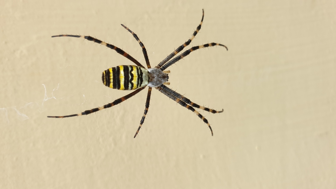 Argiope bruennichi - darázspók
