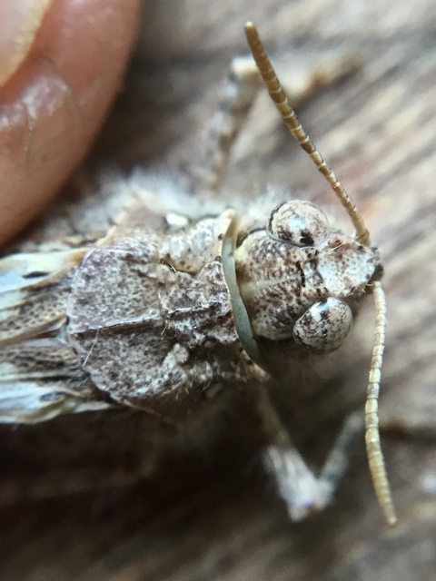 Acrotylus insubricus - önbeásósáska