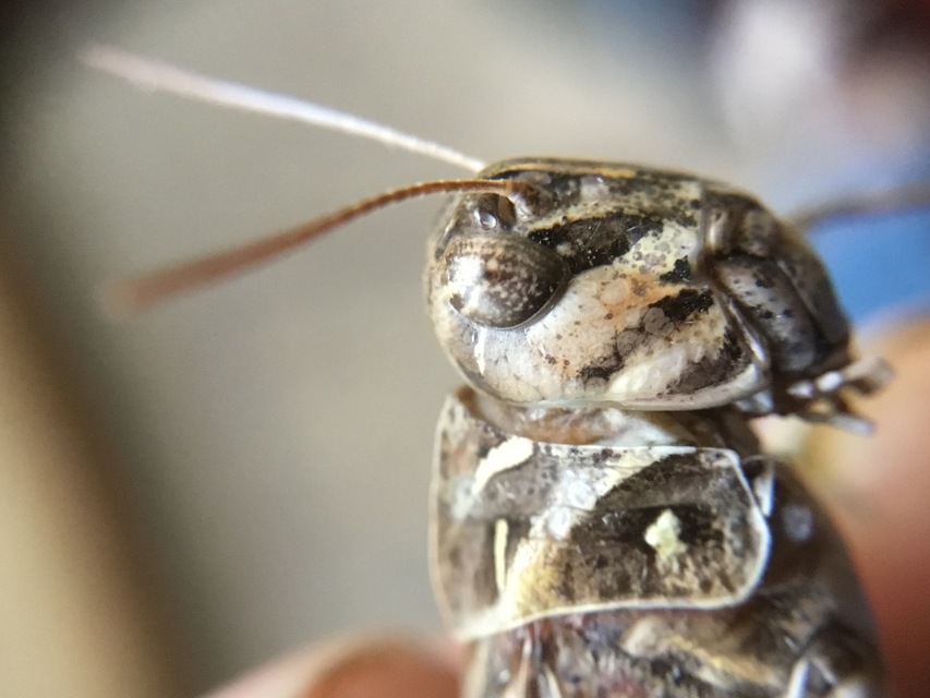 Oedaleus decorus - szalagos sáska