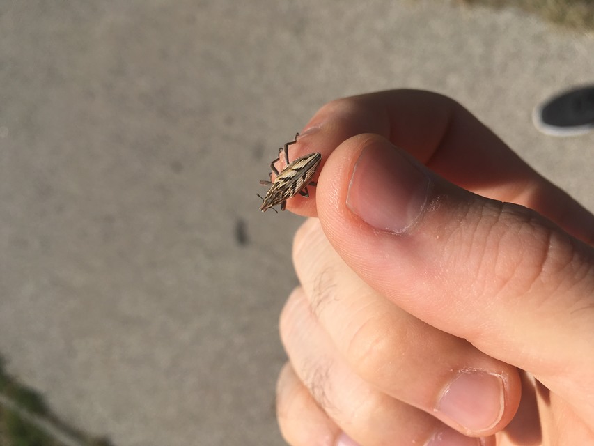 Coniocleonus nigrosuturatus - nyíljegyes barkó