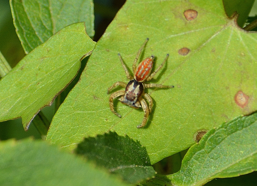 Marpissa pomatia