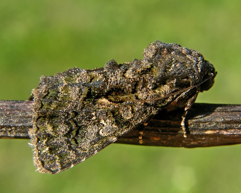 Anophia leucomelas - déli folyófűbagoly