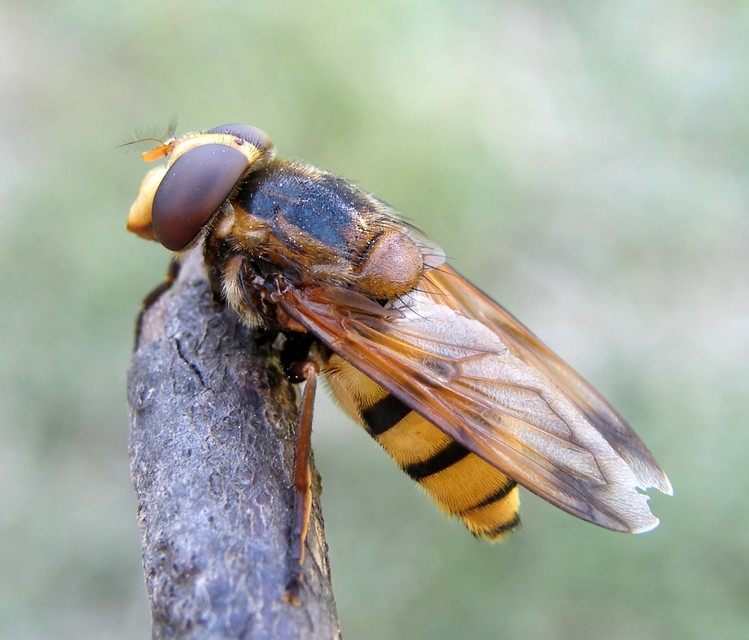 Volucella inanis - háromöves pihelégy