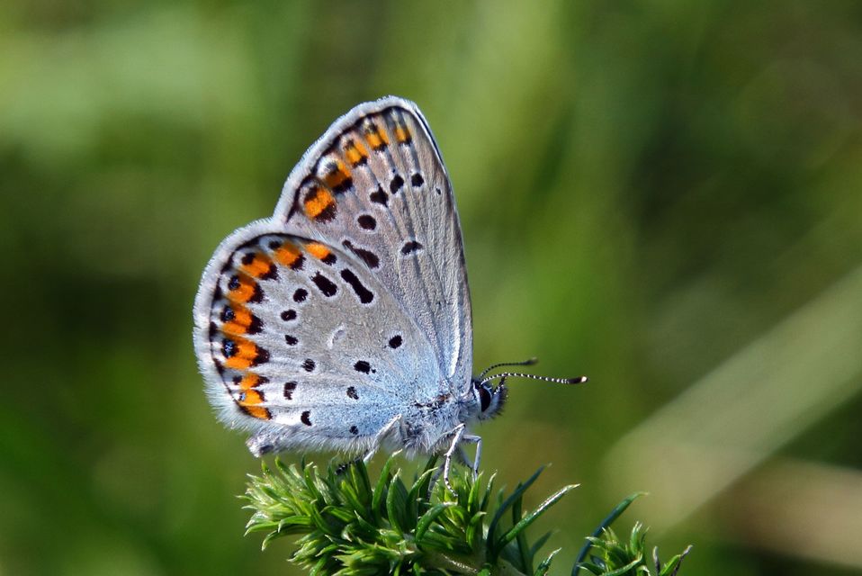 Plebejus argyrognomon - tintakék boglárka