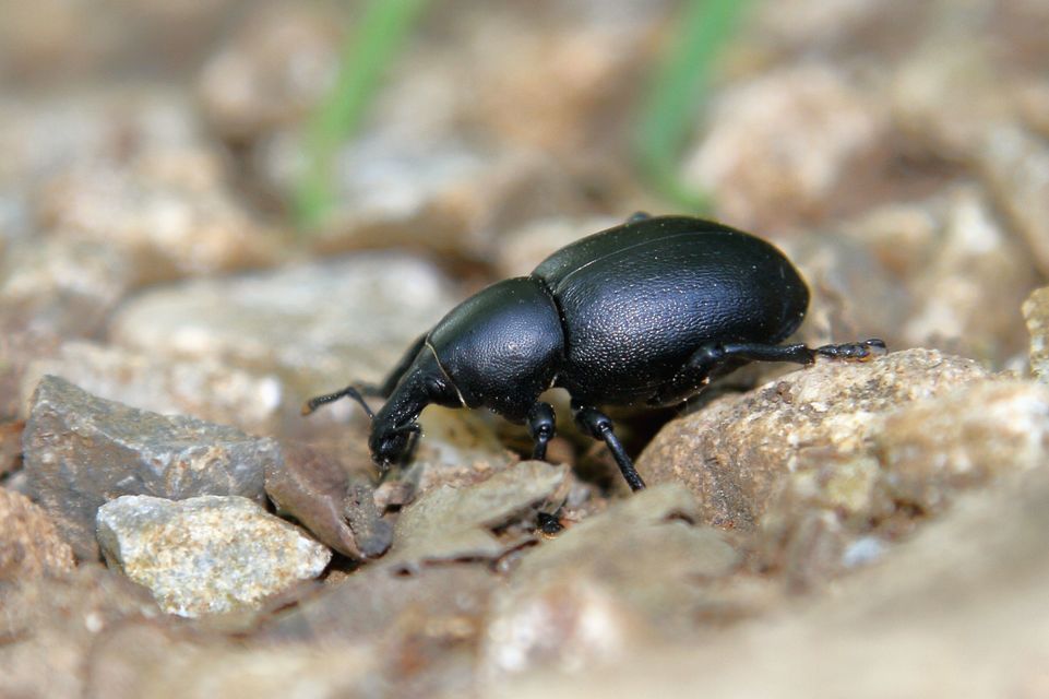 Liparus dirus - sujtár-szerecsenományos