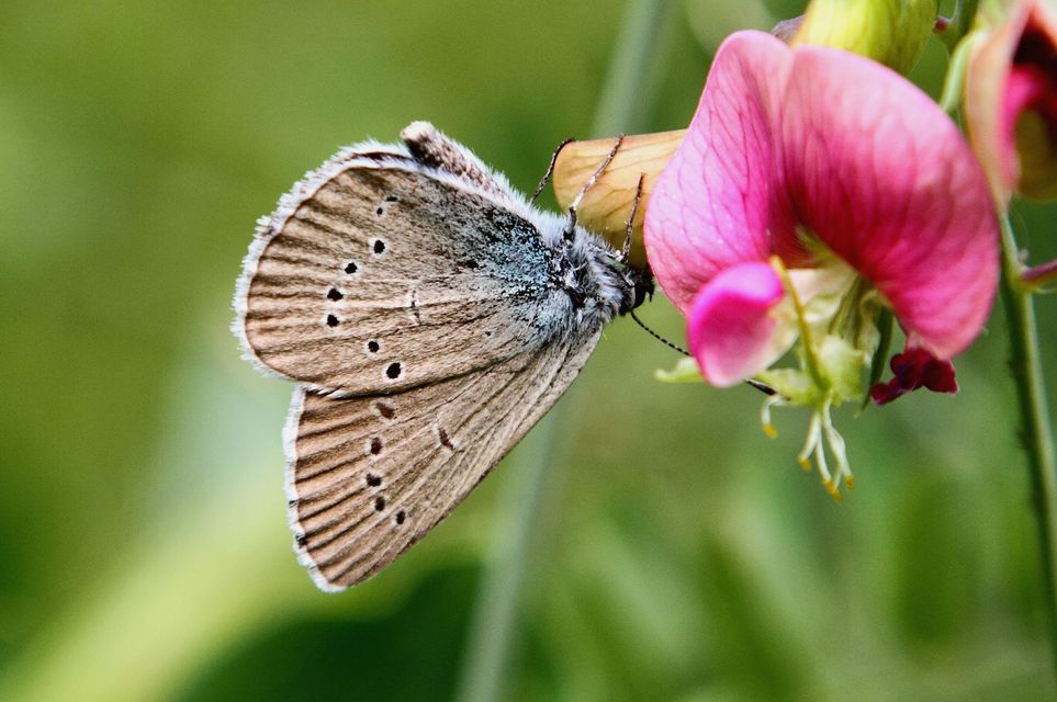 Cyaniris semiargus - aprószemes boglárka