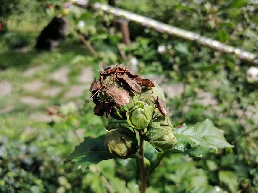 Coreus marginatus - közönséges karimáspoloska