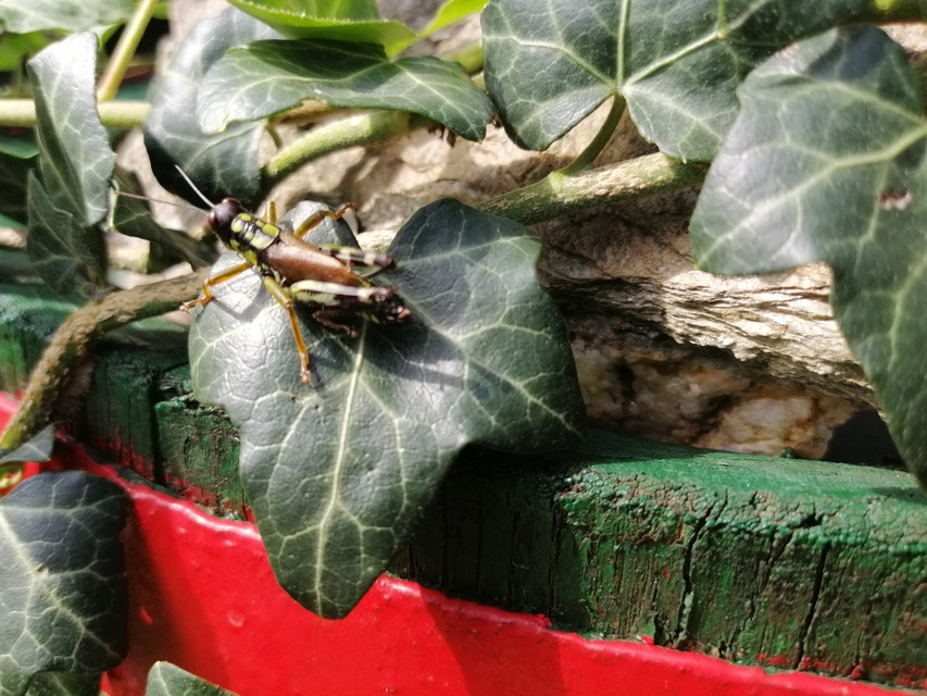 Miramella alpina - alpesi sáska