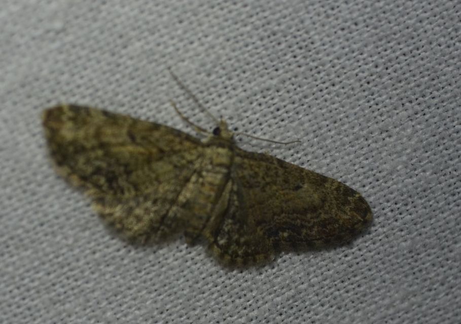 Eupithecia inturbata - juhar-törpearaszoló