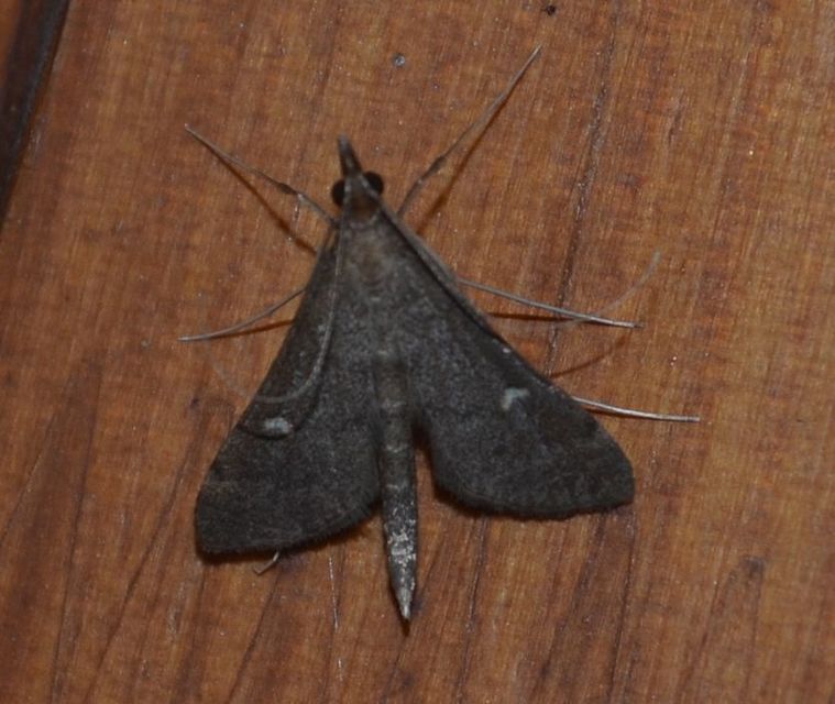 Dolicharthria punctalis - hosszúlábú tűzmoly
