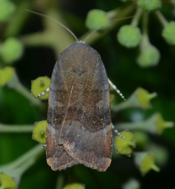 Noctua janthe/janthina