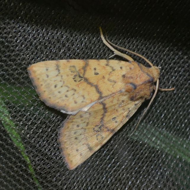 Tiliacea sulphurago - kénes sárgabagoly