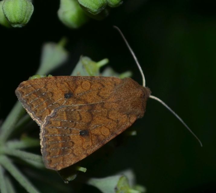 Sunira circellaris - okkersárga őszibagoly
