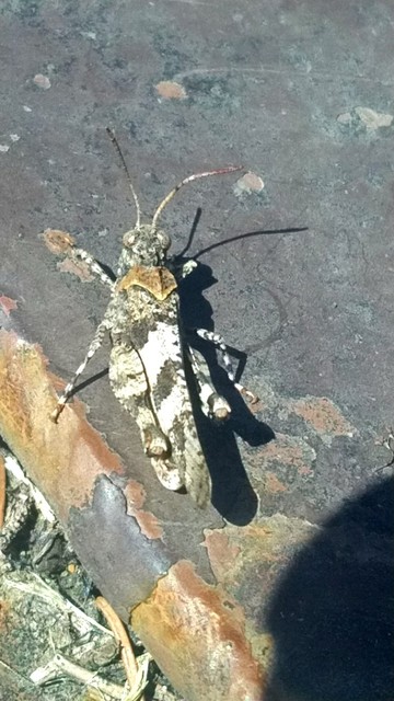 Oedipoda caerulescens - kékszárnyú sáska