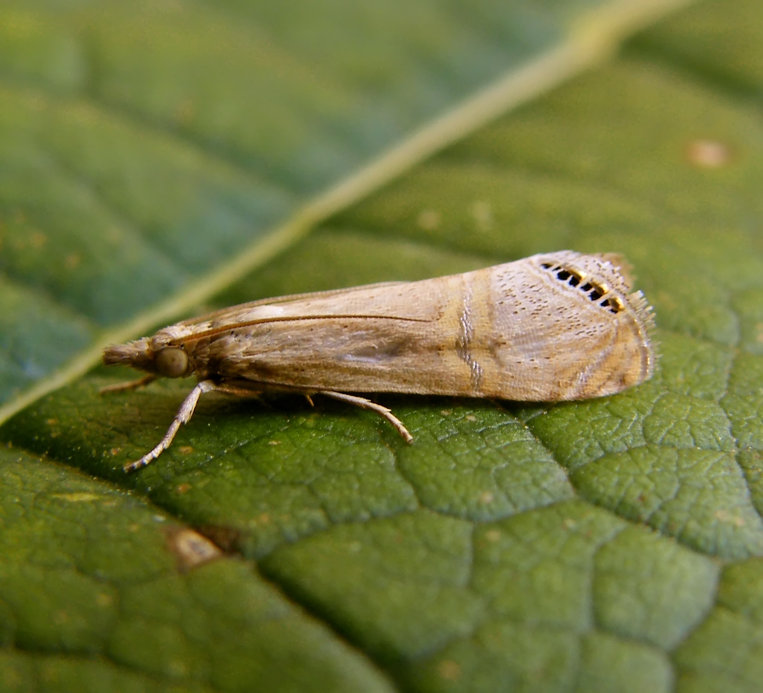 Euchromius ocellea - ezüstcsíkos mozaikmoly