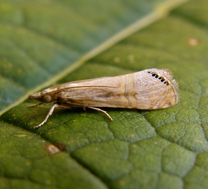 Euchromius ocellea - ezüstcsíkos mozaikmoly