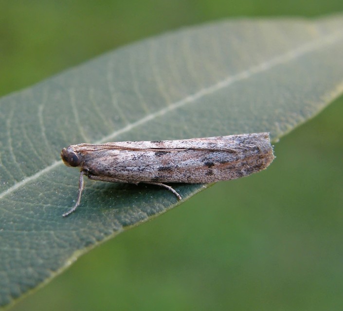 Phycitinae