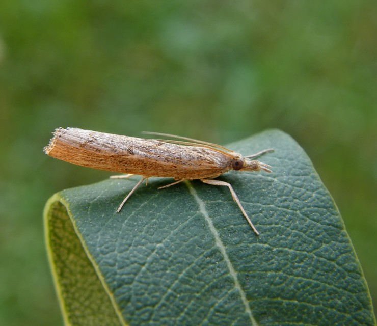 Pediasia contaminella - mocskos fűgyökérmoly