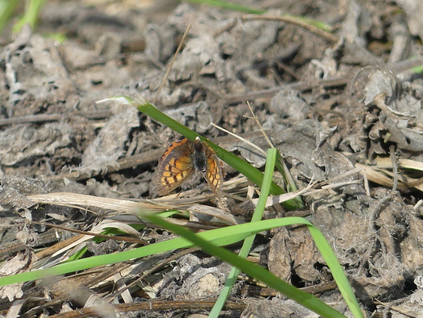 Lycaena phlaeas - közönséges tűzlepke
