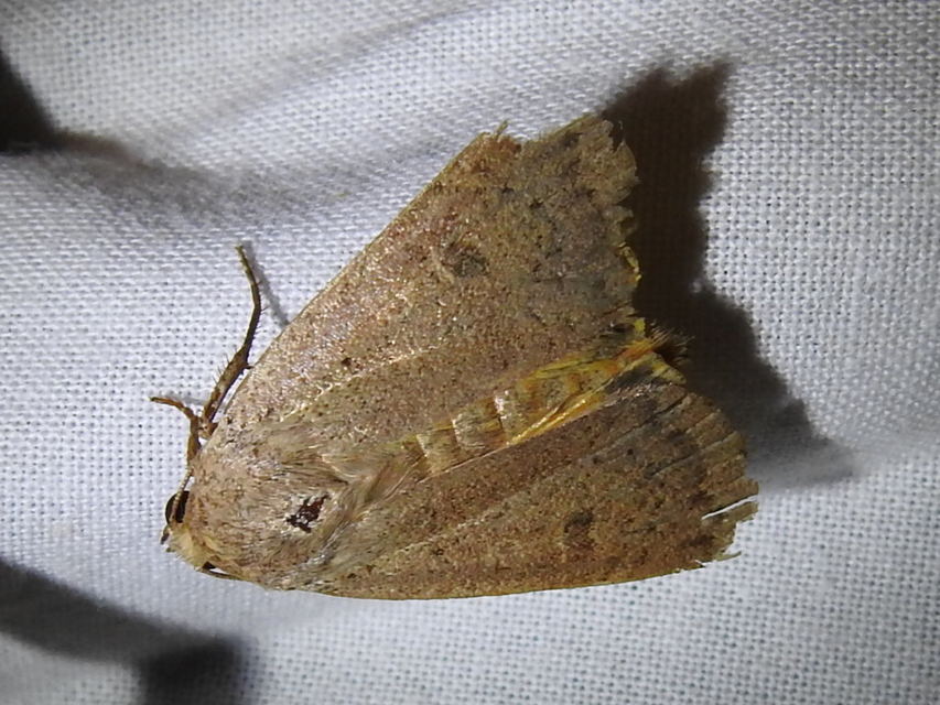 Noctua comes - kis sárgafűbagoly