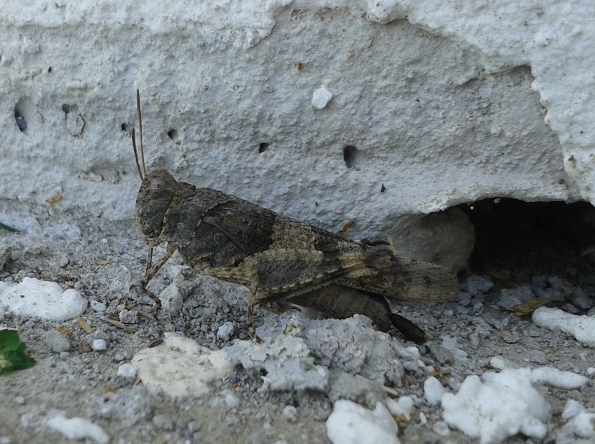 Oedipoda caerulescens - kékszárnyú sáska