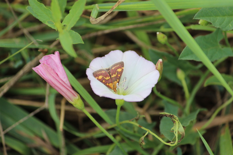 Pyrausta ostrinalis - ritka bíbormoly