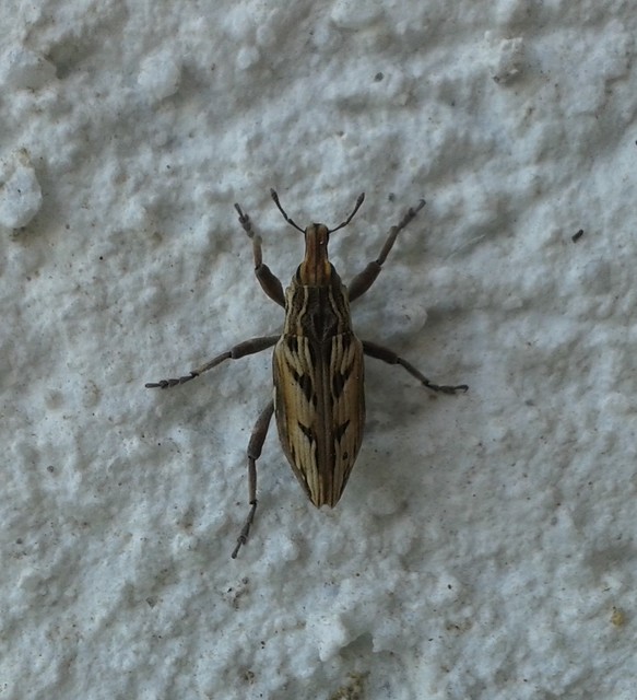 Coniocleonus nigrosuturatus - nyíljegyes barkó
