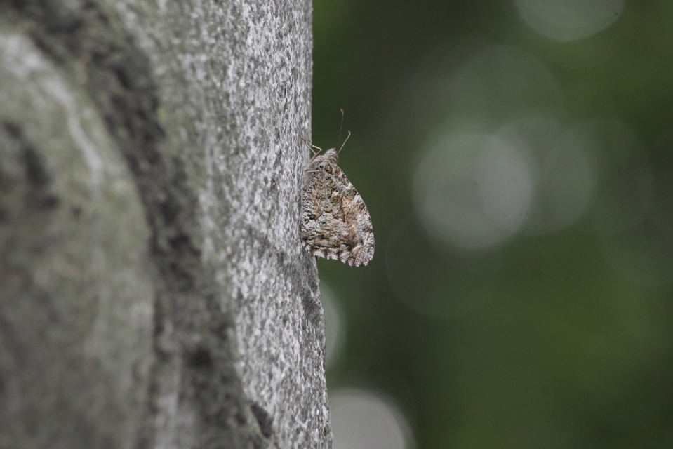 Hipparchia semele - barna szemeslepke Hipparchia semele - barna szemeslepke