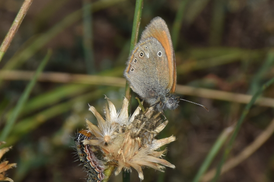 Coenonympha glycerion - közönséges szénalepke
