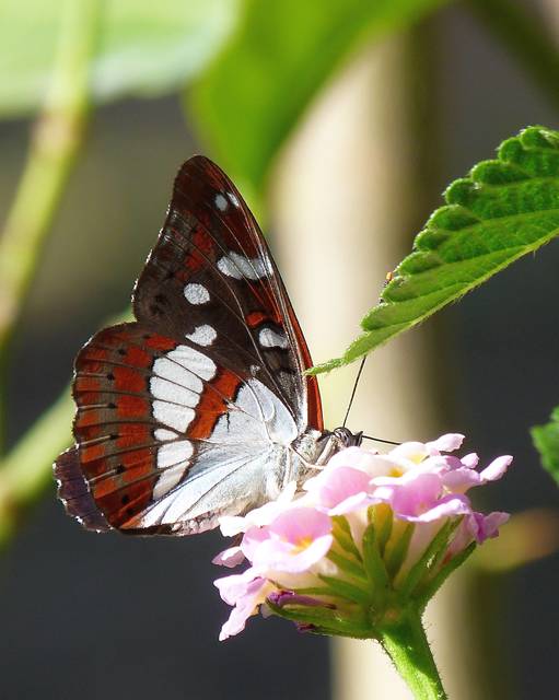 Limenitis reducta - kék lonclepke