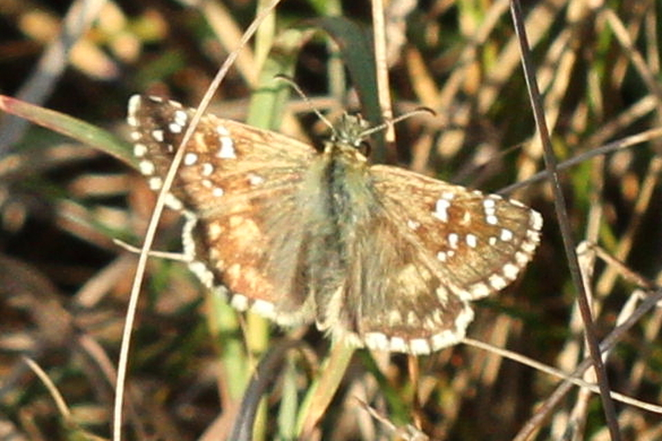 Pyrgus armoricanus - feles busalepke