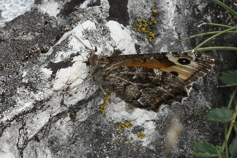 Hipparchia semele - barna szemeslepke Hipparchia semele - barna szemeslepke