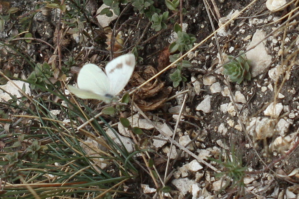 Pieris ergane - sziklai fehérlepke
