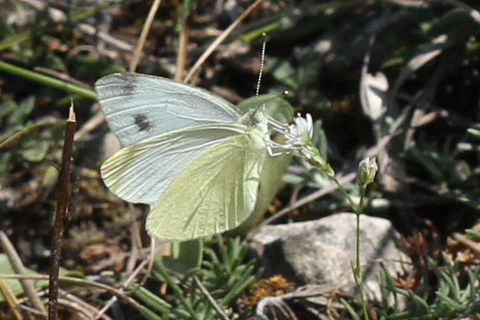 Pieris ergane - sziklai fehérlepke