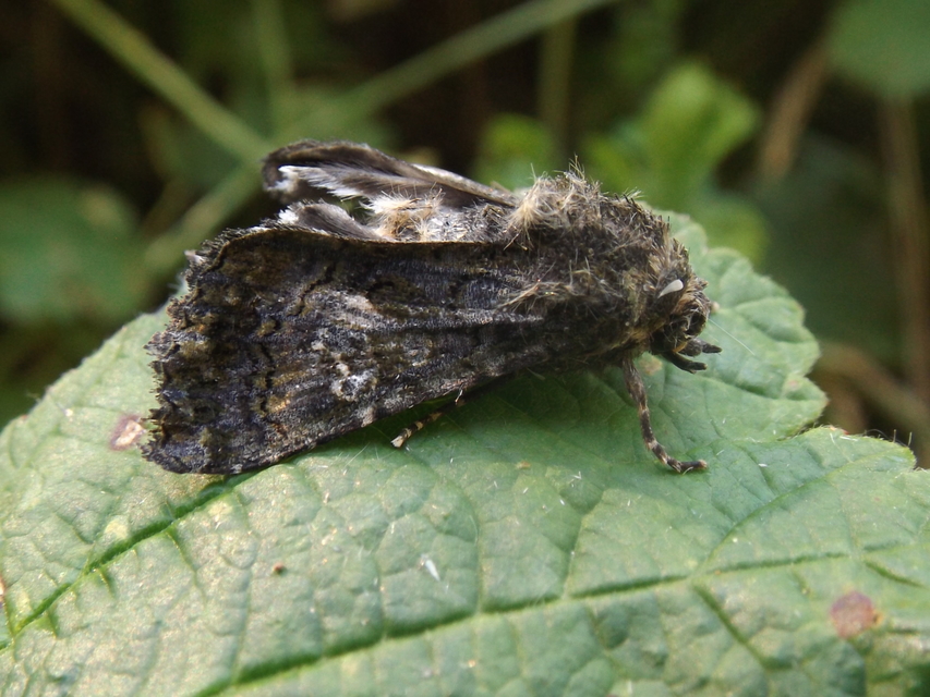 Anophia leucomelas - déli folyófűbagoly