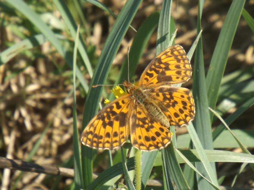 Boloria dia - kis gyöngyházlepke