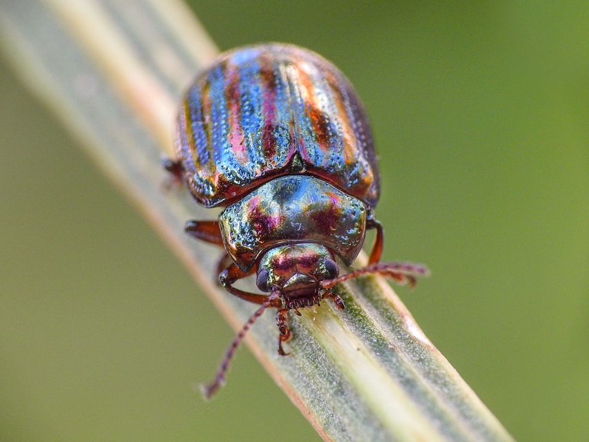 Chrysolina americana
