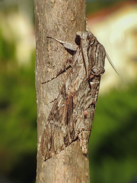 Agrius convolvuli - szulákszender