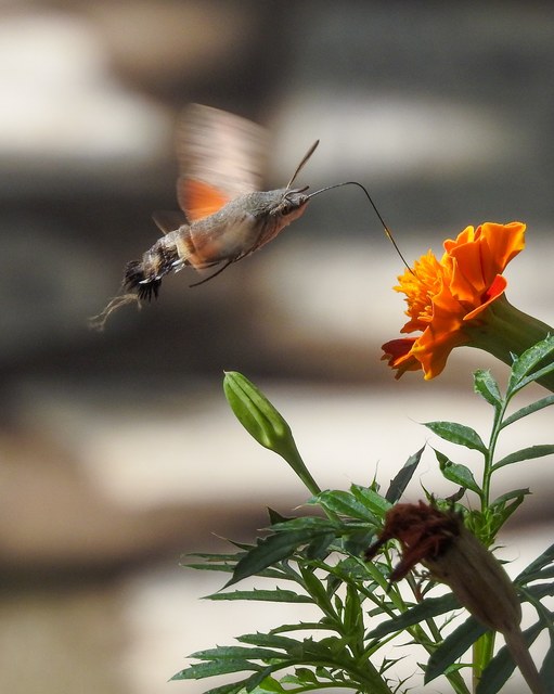 Macroglossum stellatarum - kacsafarkú szender