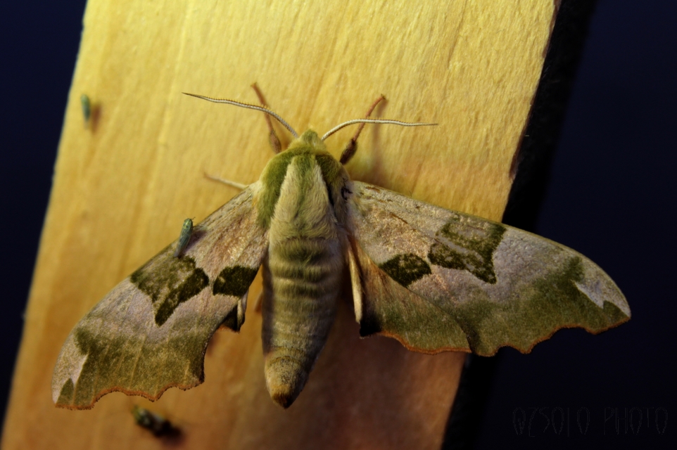 Mimas tiliae - hársfaszender