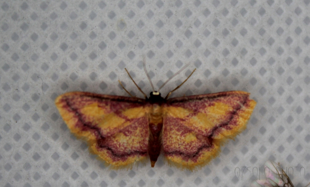 Idaea muricata - mocsári pirosaraszoló